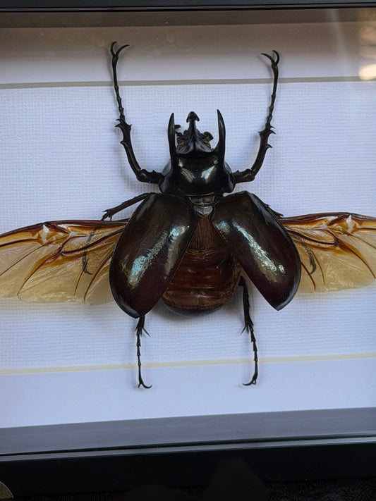 Atlas Beetle Chalcosoma atlas
Framed Specimen