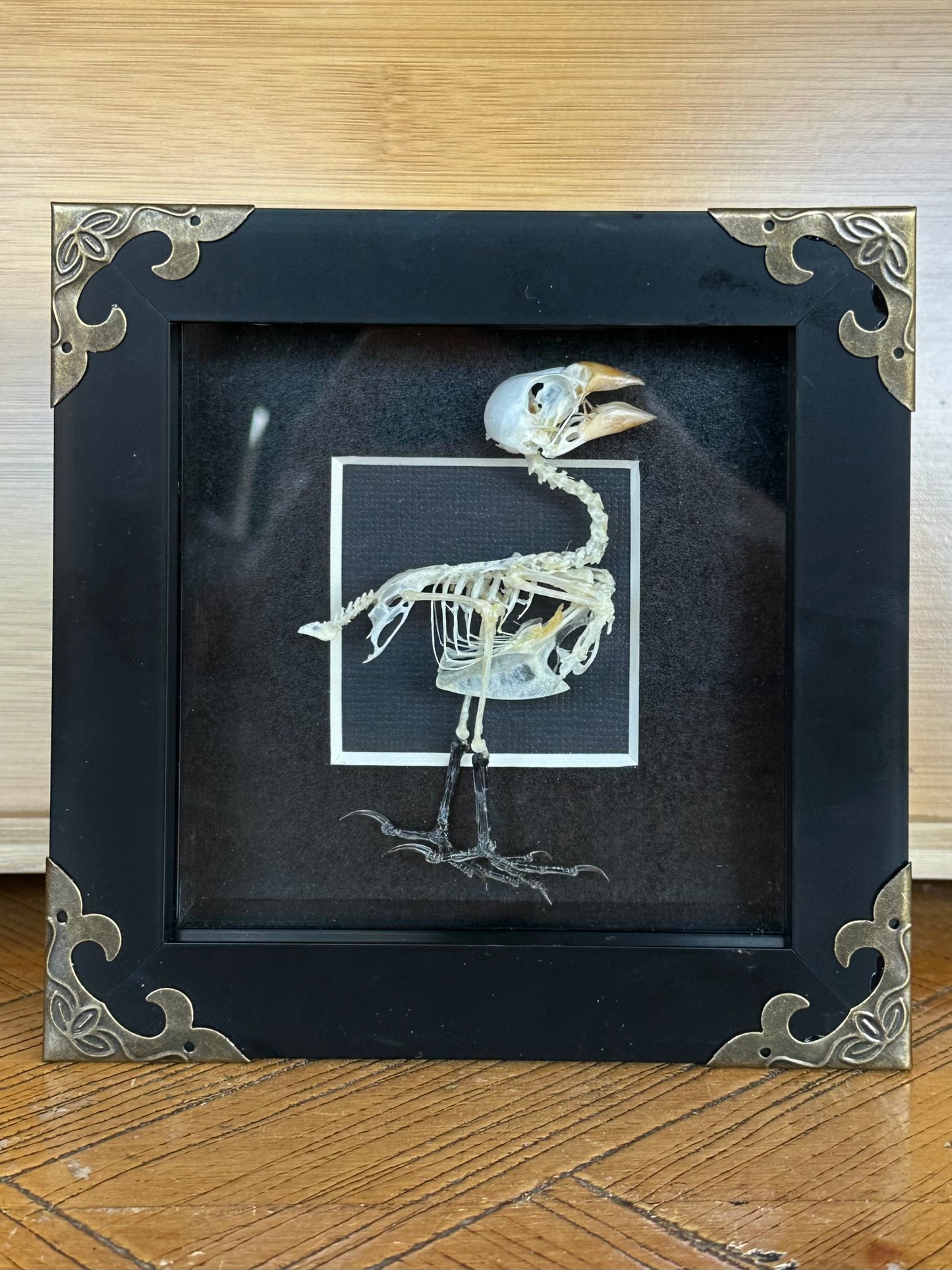 SPECIMEN FRAME - Finch Skeleton