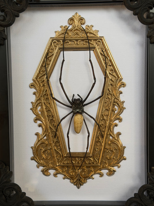Gold Orb Weaver Spider Nephila vitiana Frames Specimen