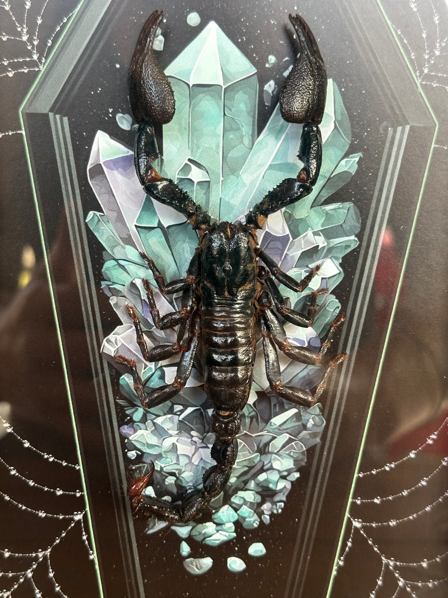 SPECIMEN FRAME - Indonesian Scorpion