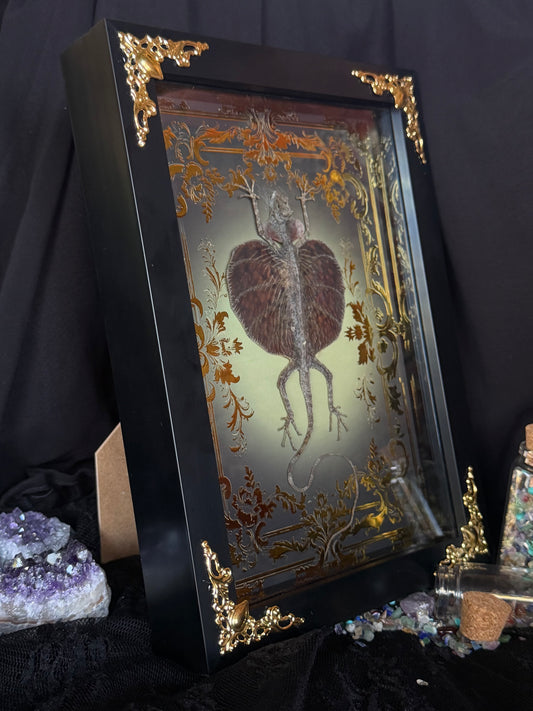 Flying Lizard - Draco Haematopogon Framed Specimen
