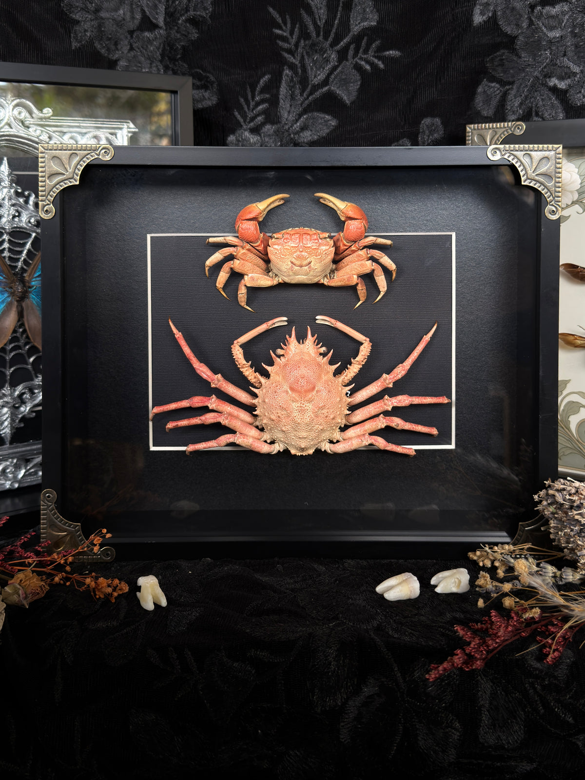 CRAB DUO - Mangrove crab & Schiz crab A4 Framed Specimen