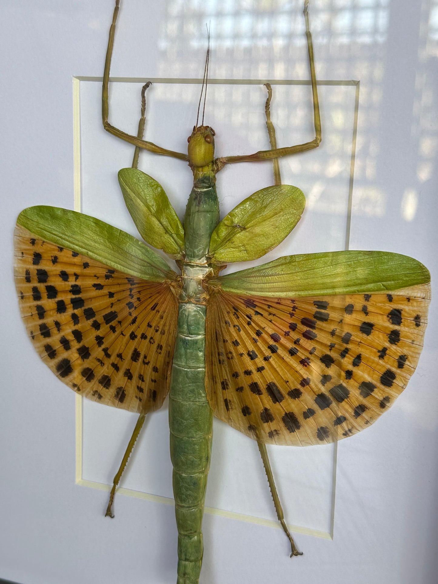 SPECIMEN FRAME - Paracyphocrania Leopard Stopped Stick Insect