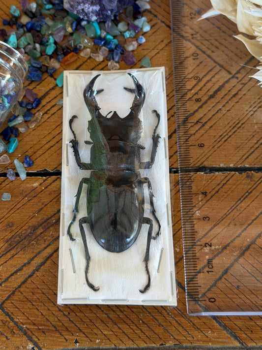 Large Stag Beetle - Hexarthrius Buqueti