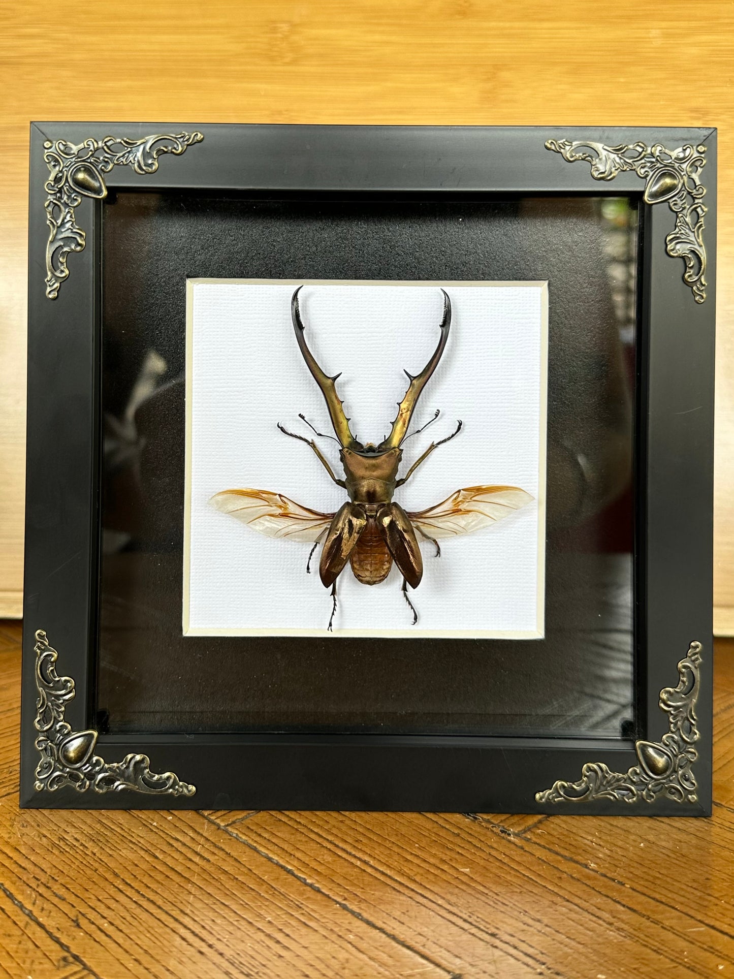 SPECIMEN FRAME - Cyclommatus metallifer
