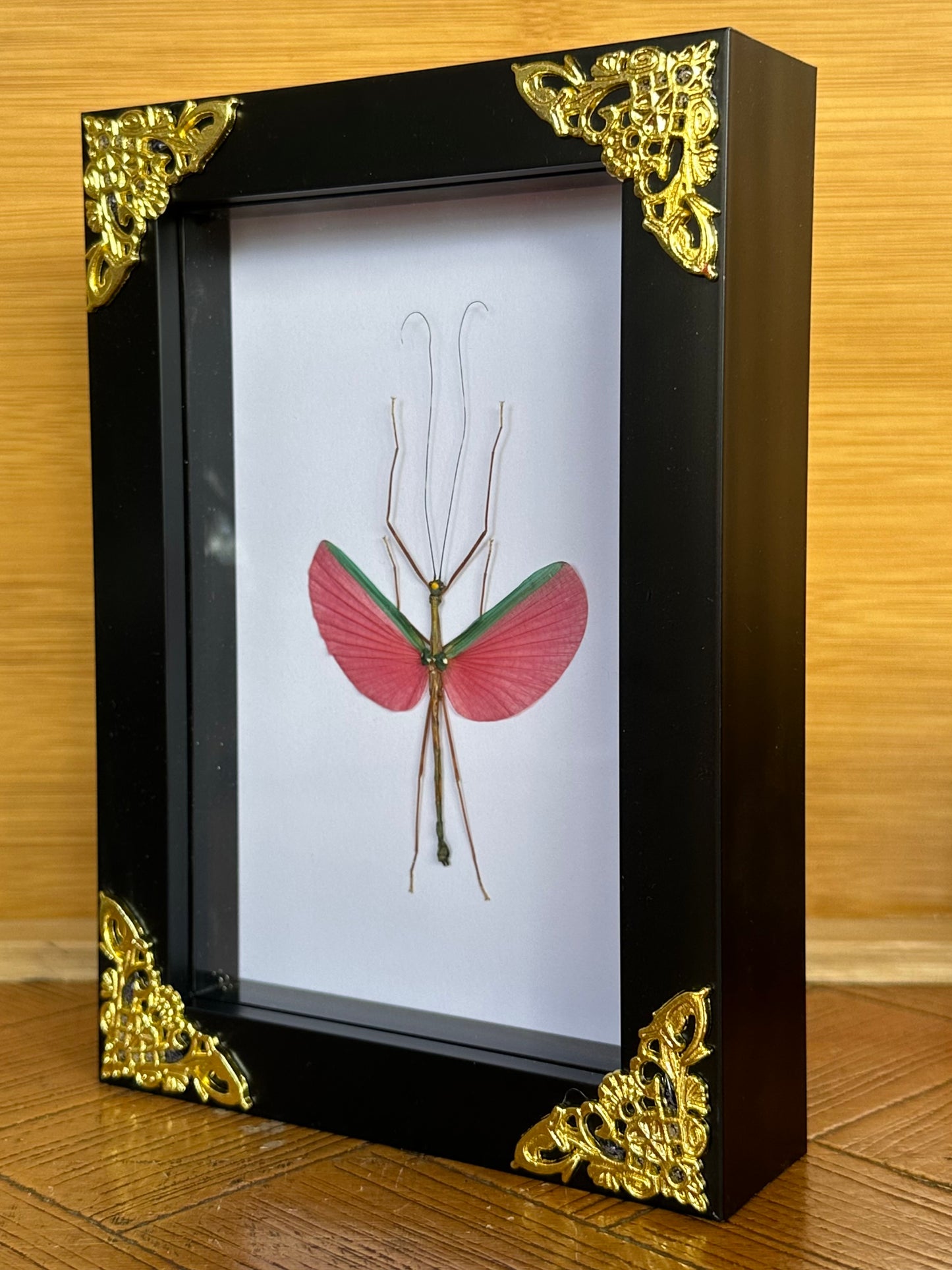 SPECIMEN FRAME - Rose Stick Insect