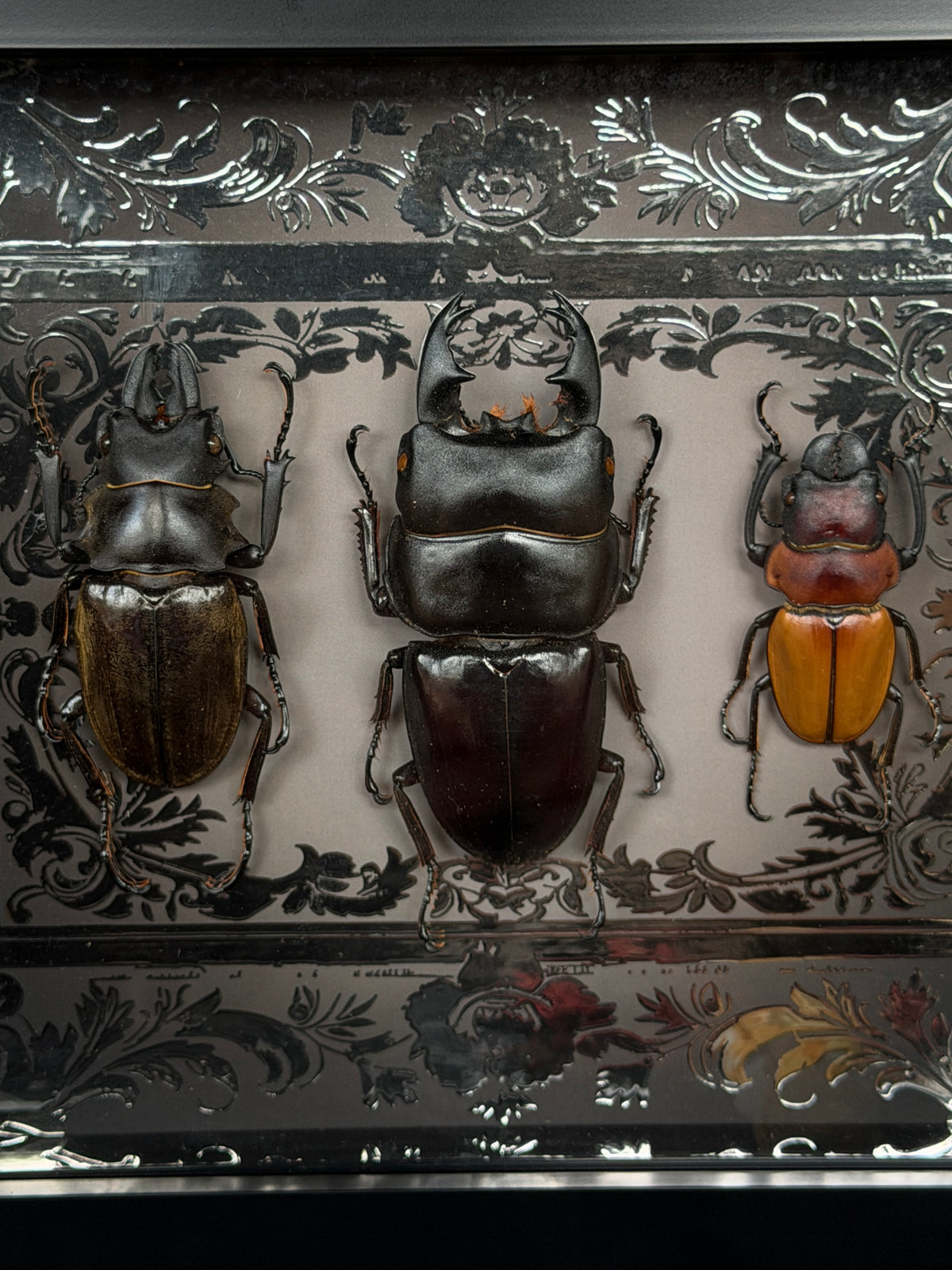 STAG BEETLE TRIO - A5 Beetle Specimen Frame
