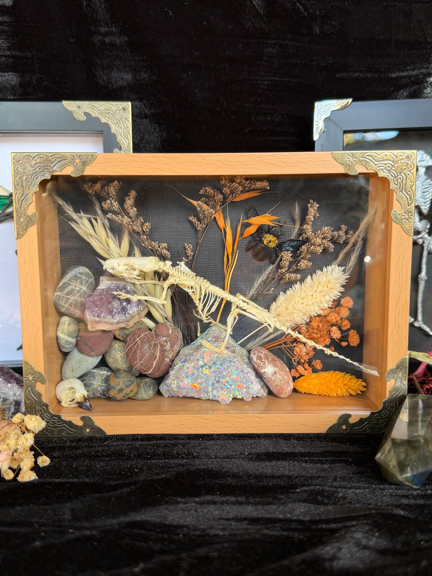 Scandentia/Tree Shrew skeleton, Passerine Bird Skull & Carpenter Bee Framed Specimen