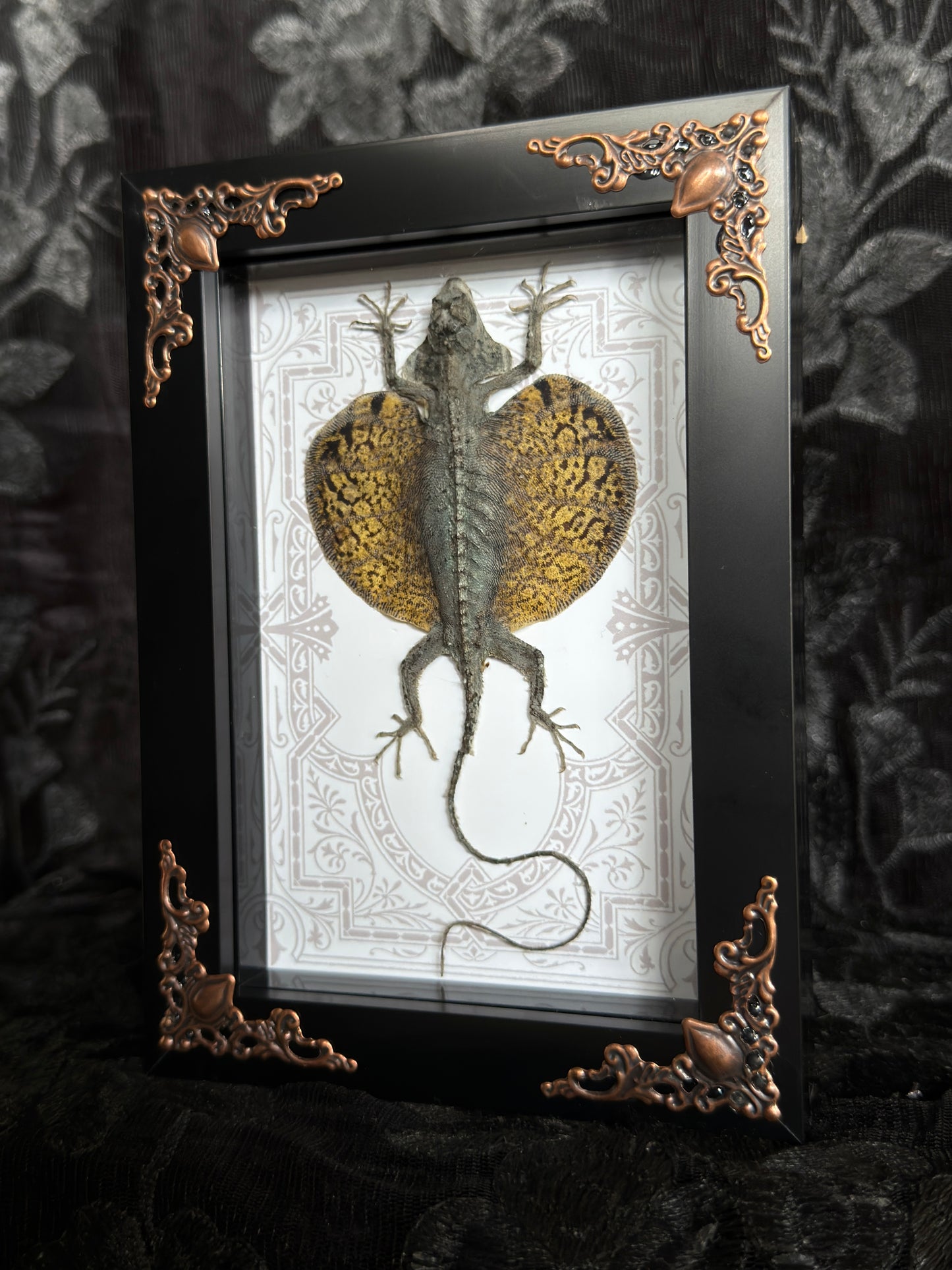 FLYING LIZARD SHADOW BOX
