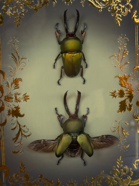BEETLE DUO Golden Stag Beetle Lamprima aurata Framed Specimens