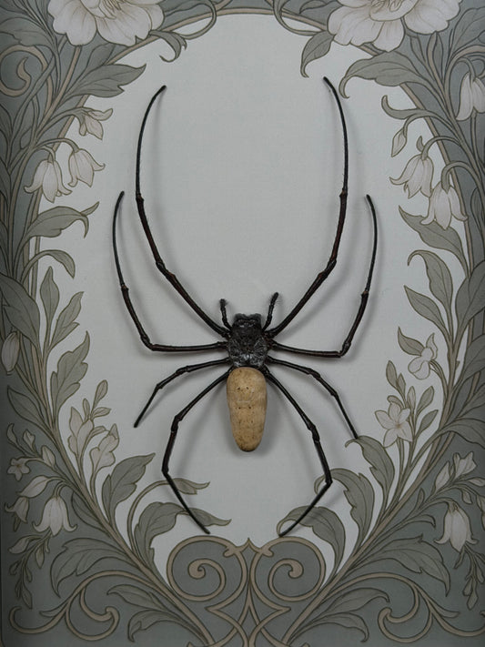 Orb Weaver Spider Nephila vitiana Frames Specimen (SAGE)