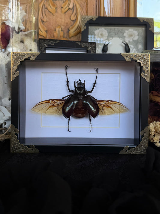 Atlas Beetle Chalcosoma atlas
Framed Specimen