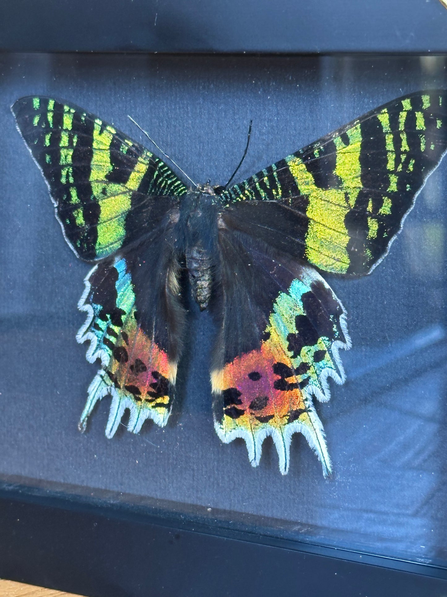 SPECIMEN FRAME - Madagascan Sunset Moth