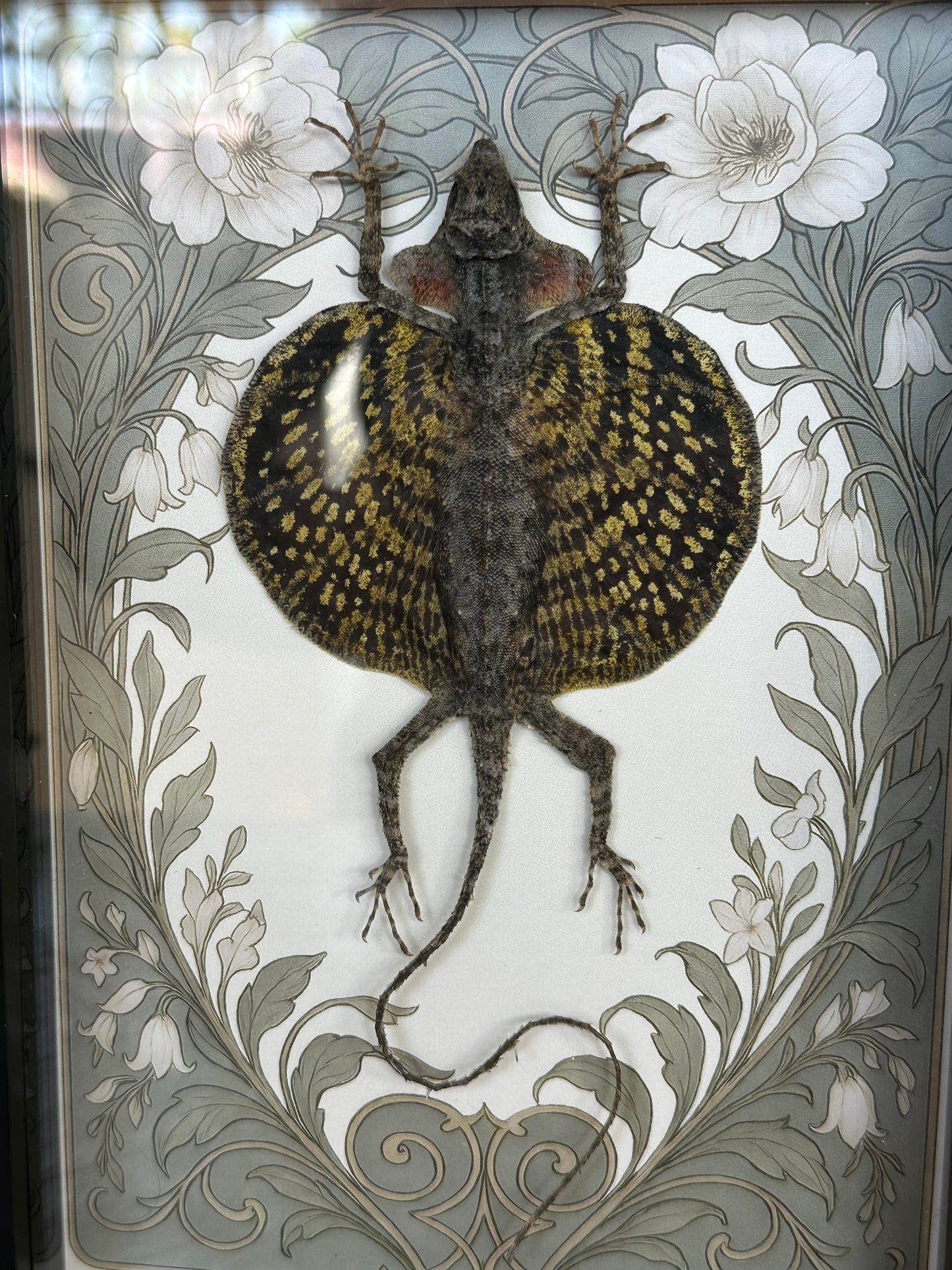 SPECIMEN FRAME - Flying Lizard