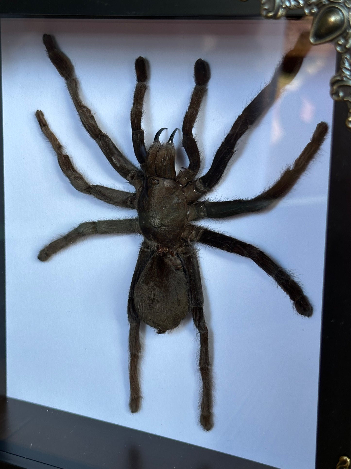 SPECIMEN FRAME - Selenocismia Dolichoplectra Tarantula (L)