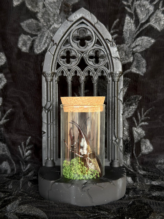 GOTHIC ARCH SPECIMEN COMBO