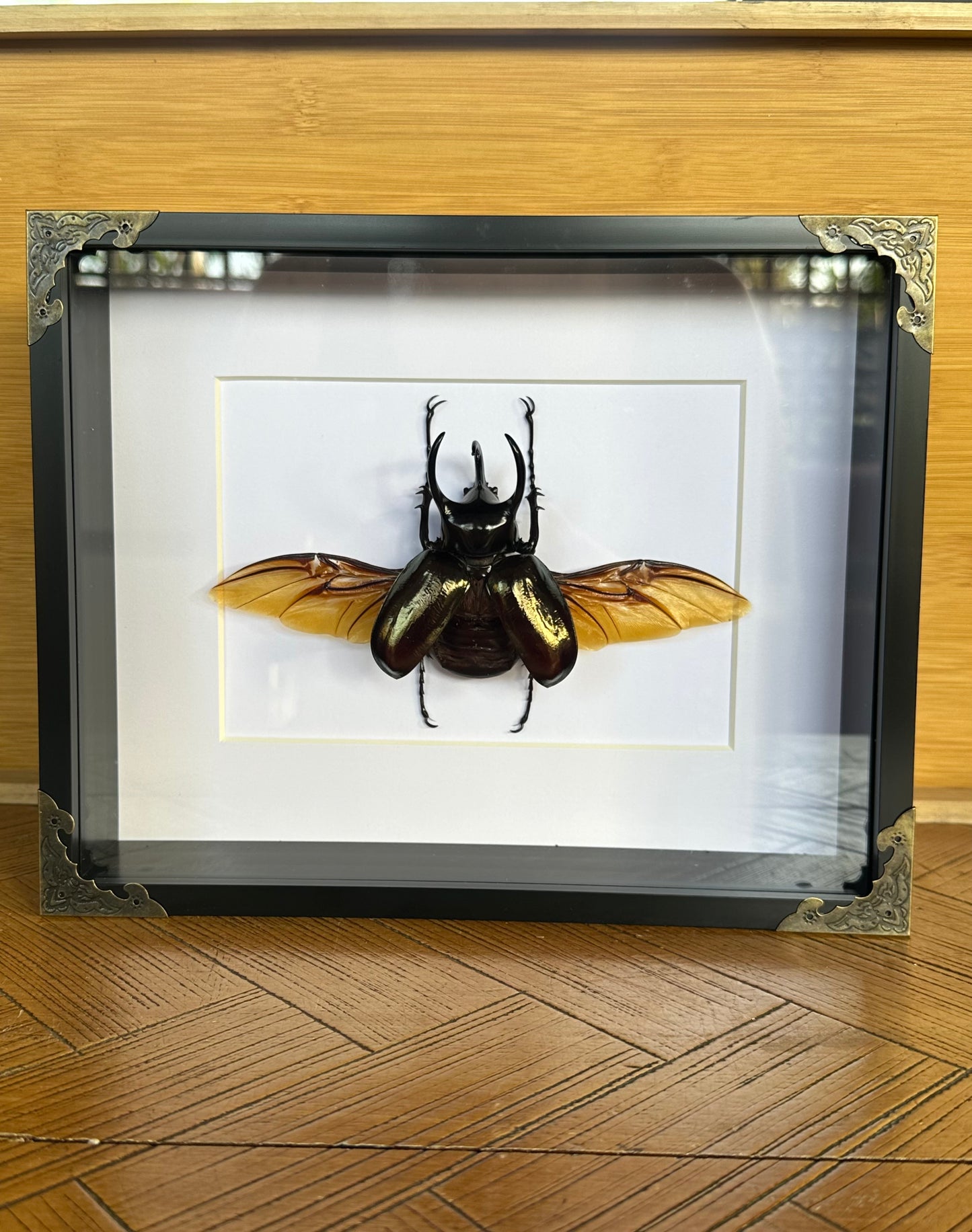 SPECIMEN FRAME - Chalcosoma Chiron Chiron beetle