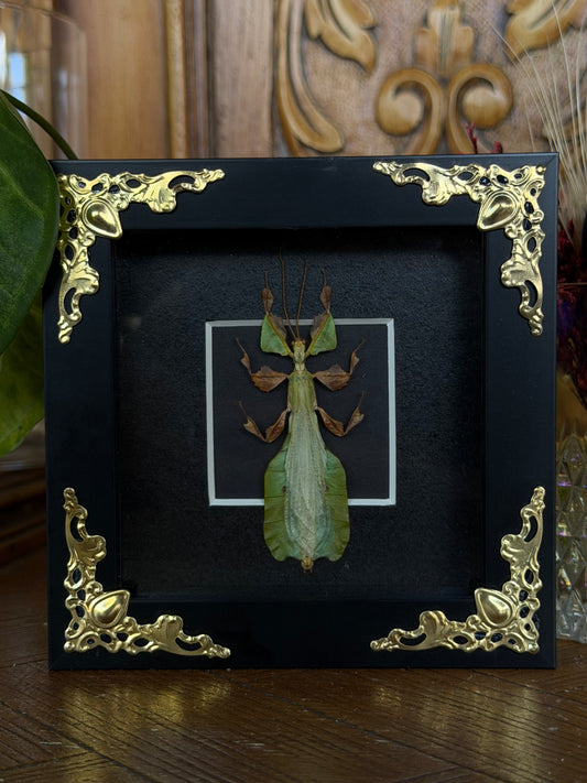 Leaf Insect Phyllium nisus 4x4” Framed Specimen