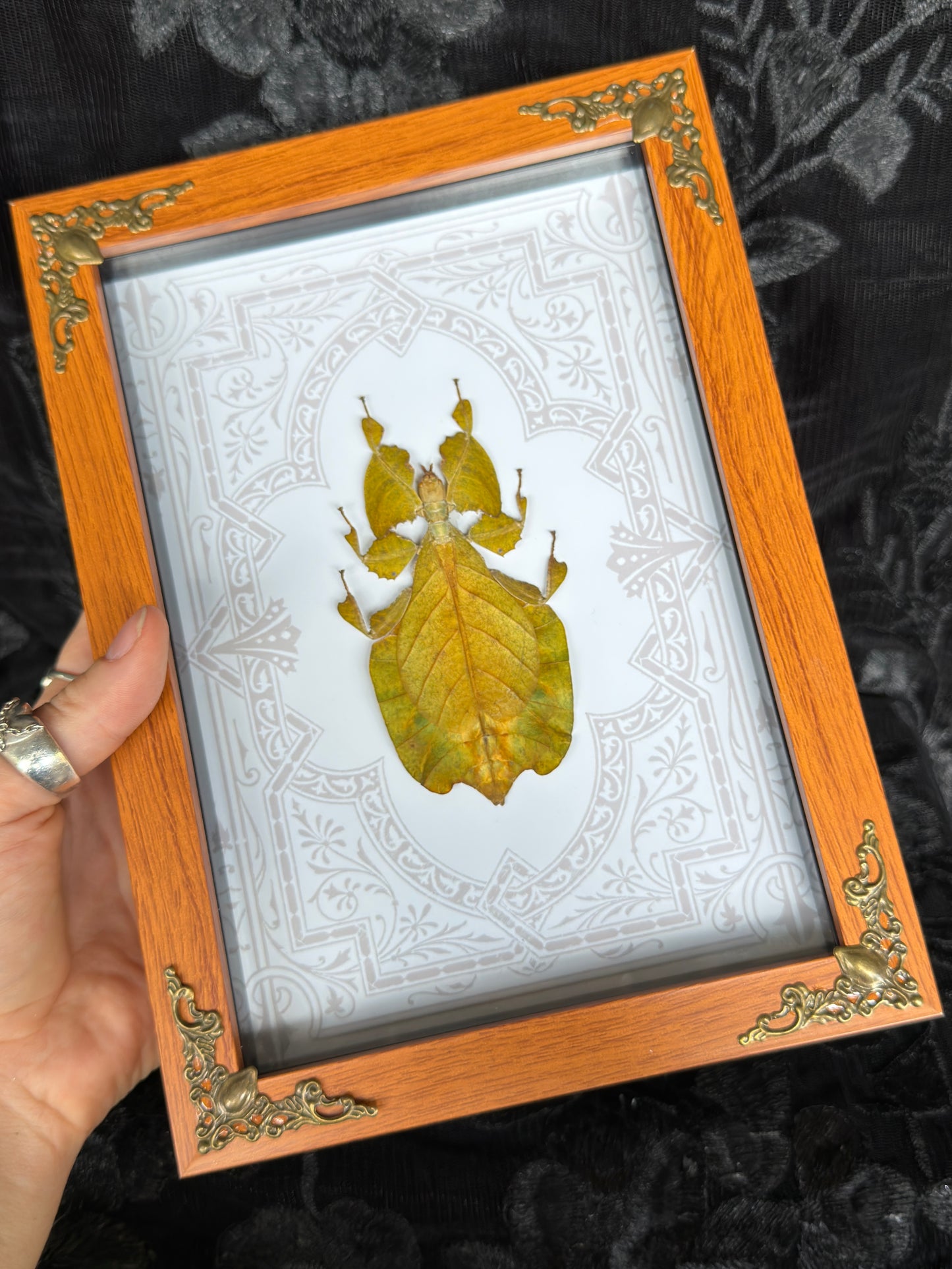 ORANGE LEAF BUG SHADOW BOX