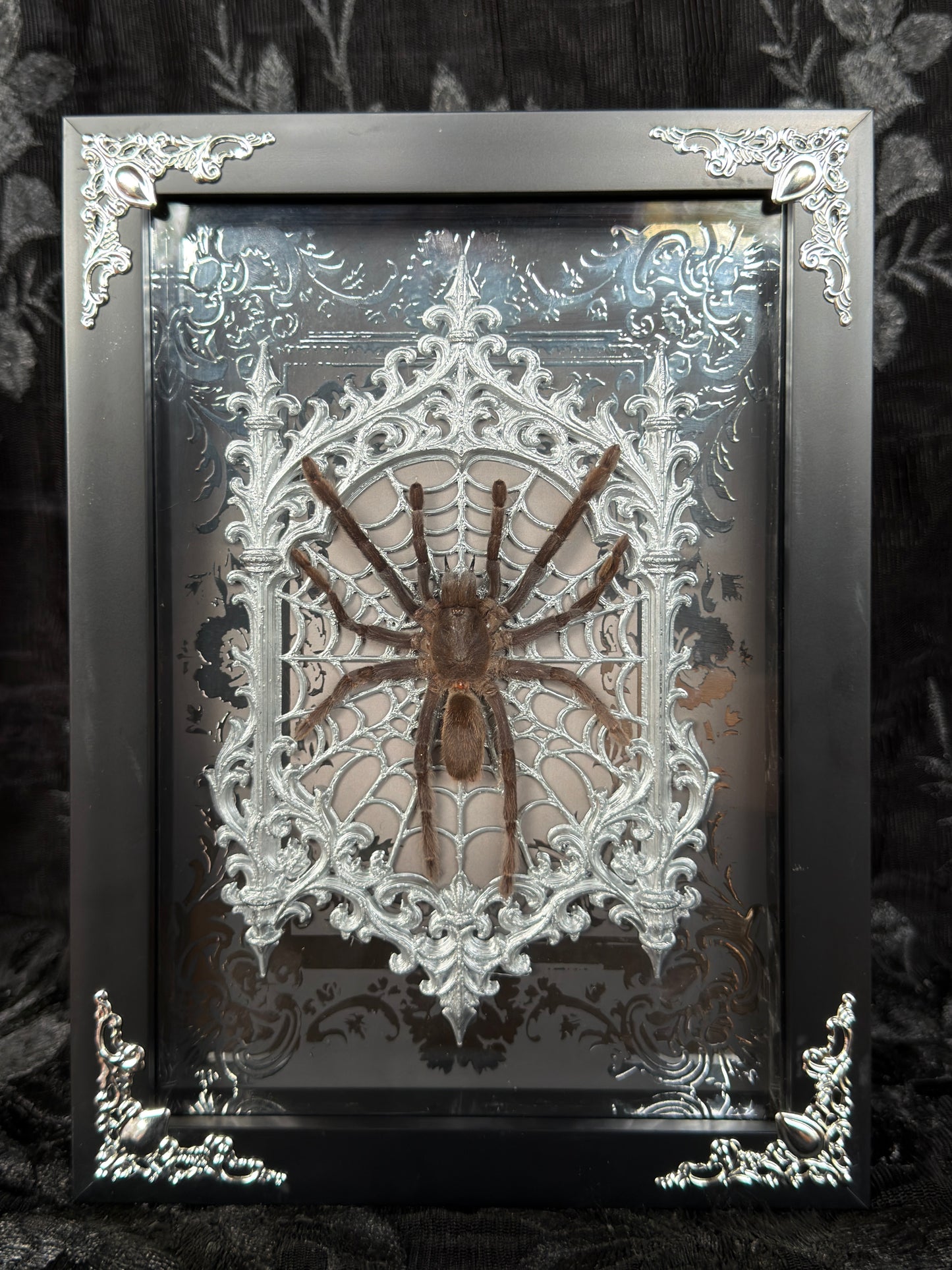 TARANTULA GOTHIC SHADOW BOX