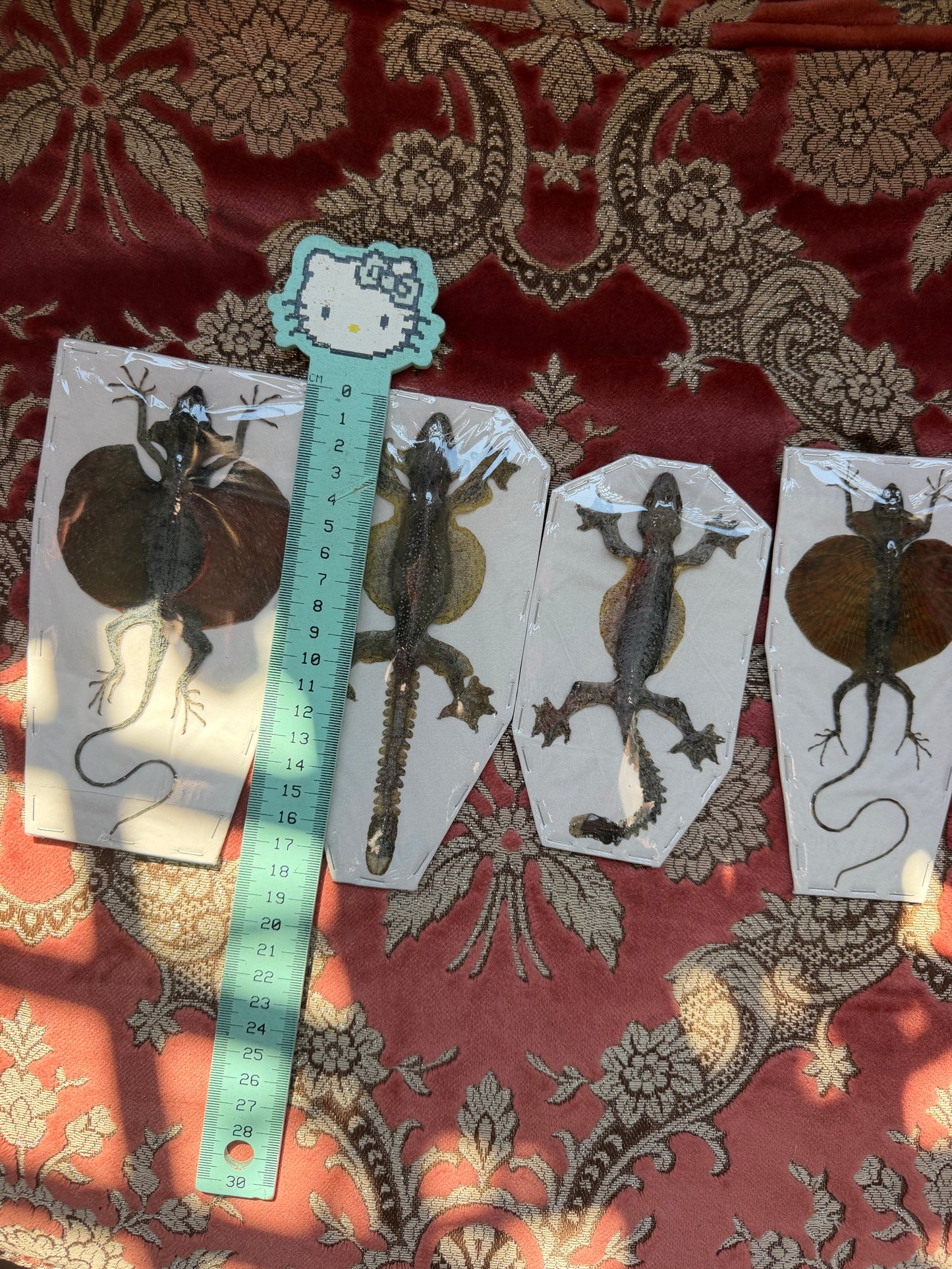 LIZARDS AND TOADS - destash pack