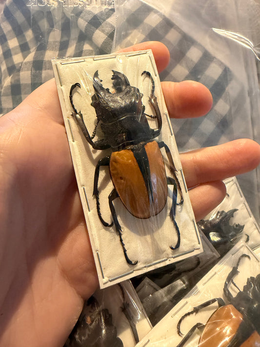 ODONTOLABIS LUDEKINGI - stag beetle specimen