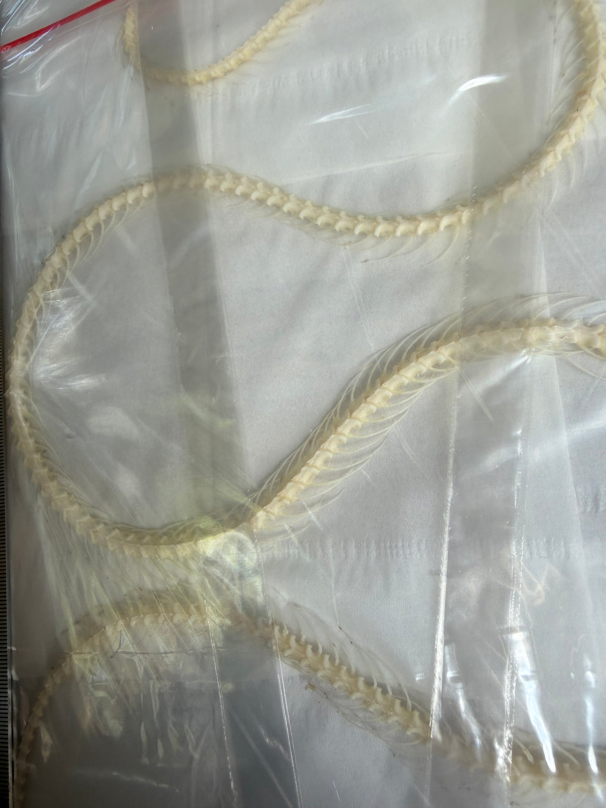 Ahaetulla prasina - HUGE oriental whipsnake specimen