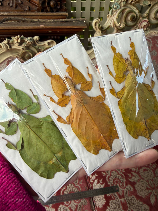 LEAF BUG - TRIO Pulchriphyllium pulchrifolium