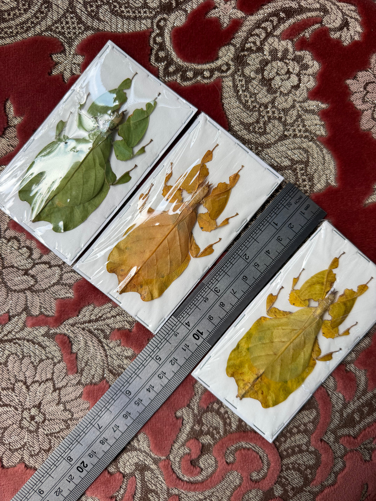 LEAF BUG - TRIO Pulchriphyllium pulchrifolium