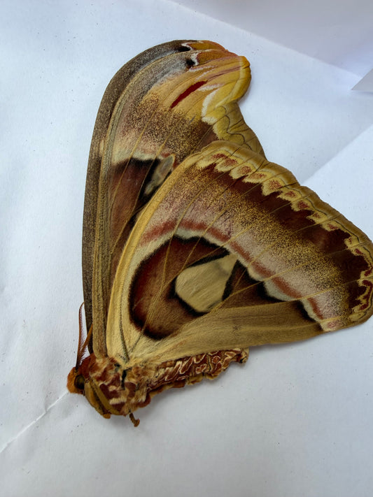 ATLAS ATTACUS - moth specimen