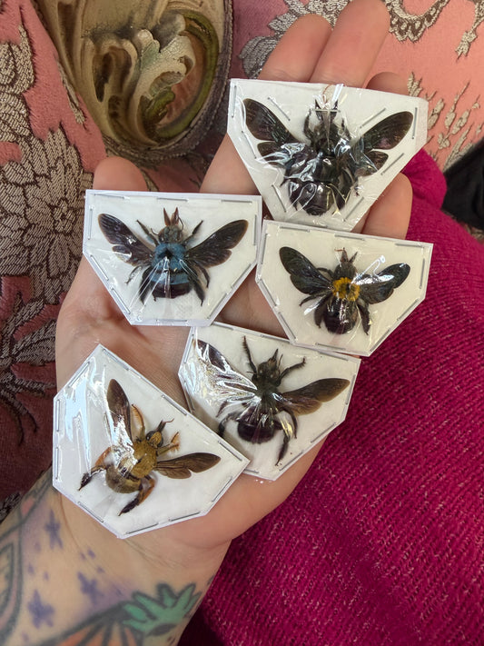 BEEZUS CHRIST - Royal flush of carpenter bees
