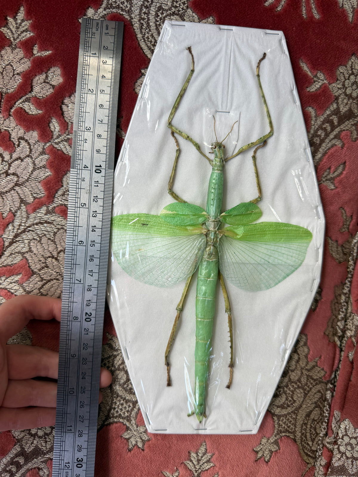 Eurycnema versirubra - stick insect specimen