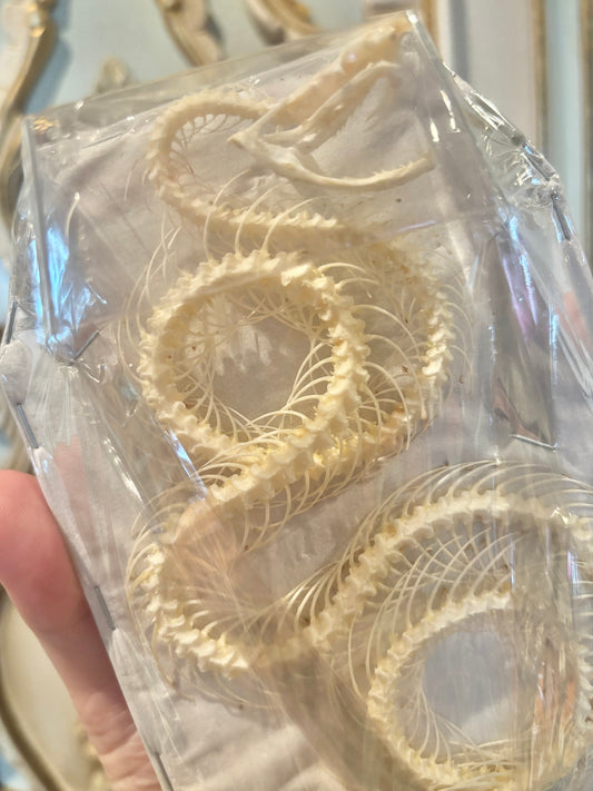 White-lipped Pit Viper Snake Skeleton-Trimeresurus albolabris specimen