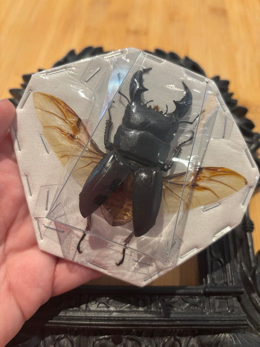 STAG BEETLE - Dorcus titanus yasuokai spread specimen