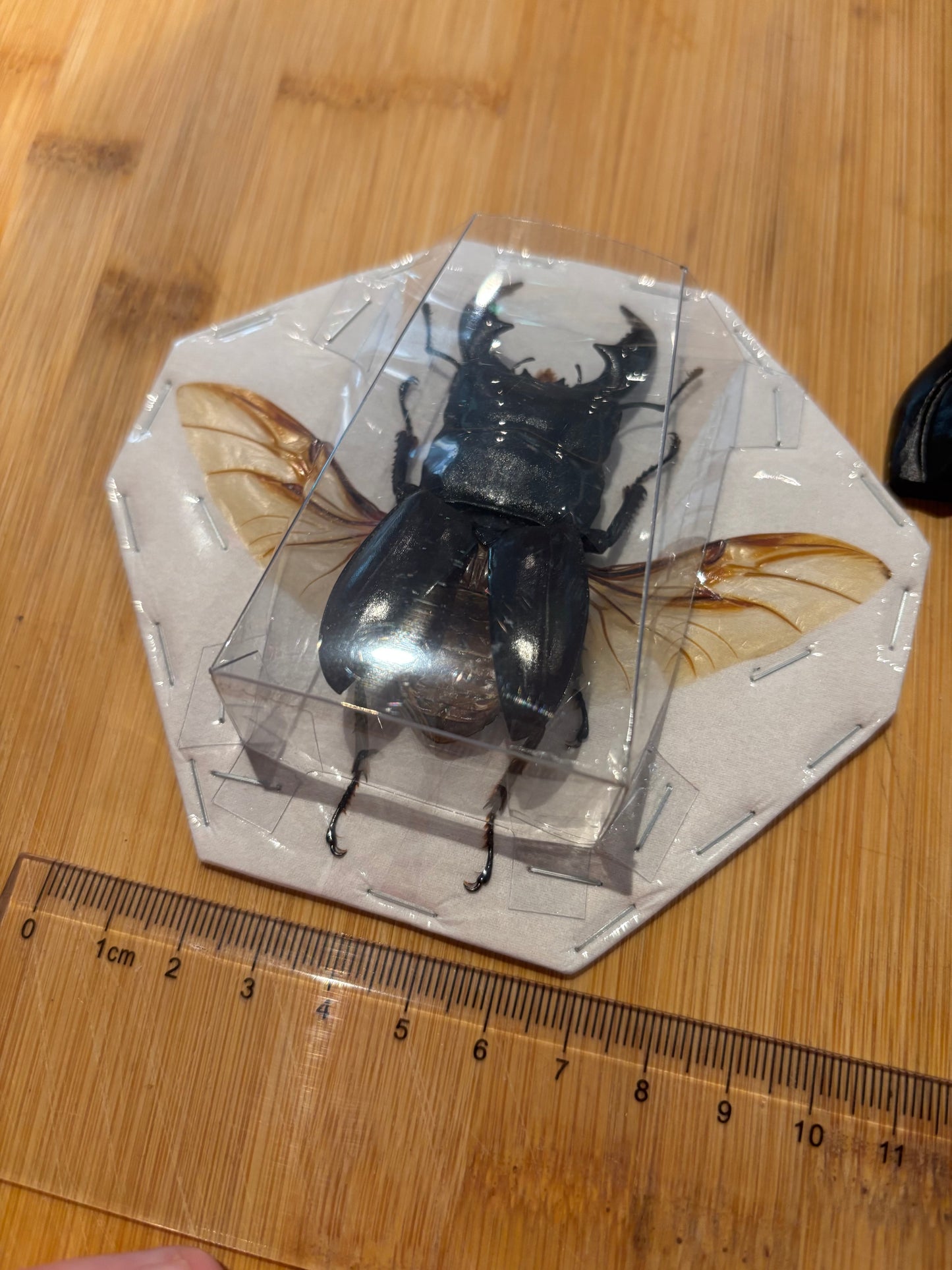 STAG BEETLE - Dorcus titanus yasuokai spread specimen