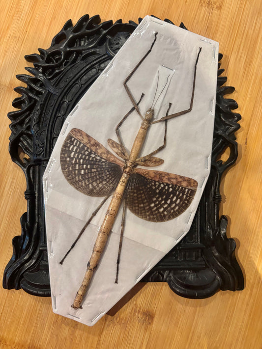 STICK INSECT - Anchiale buruense specimen