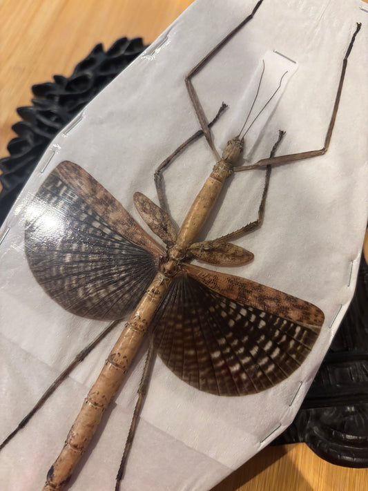 STICK INSECT - Anchiale buruense specimen