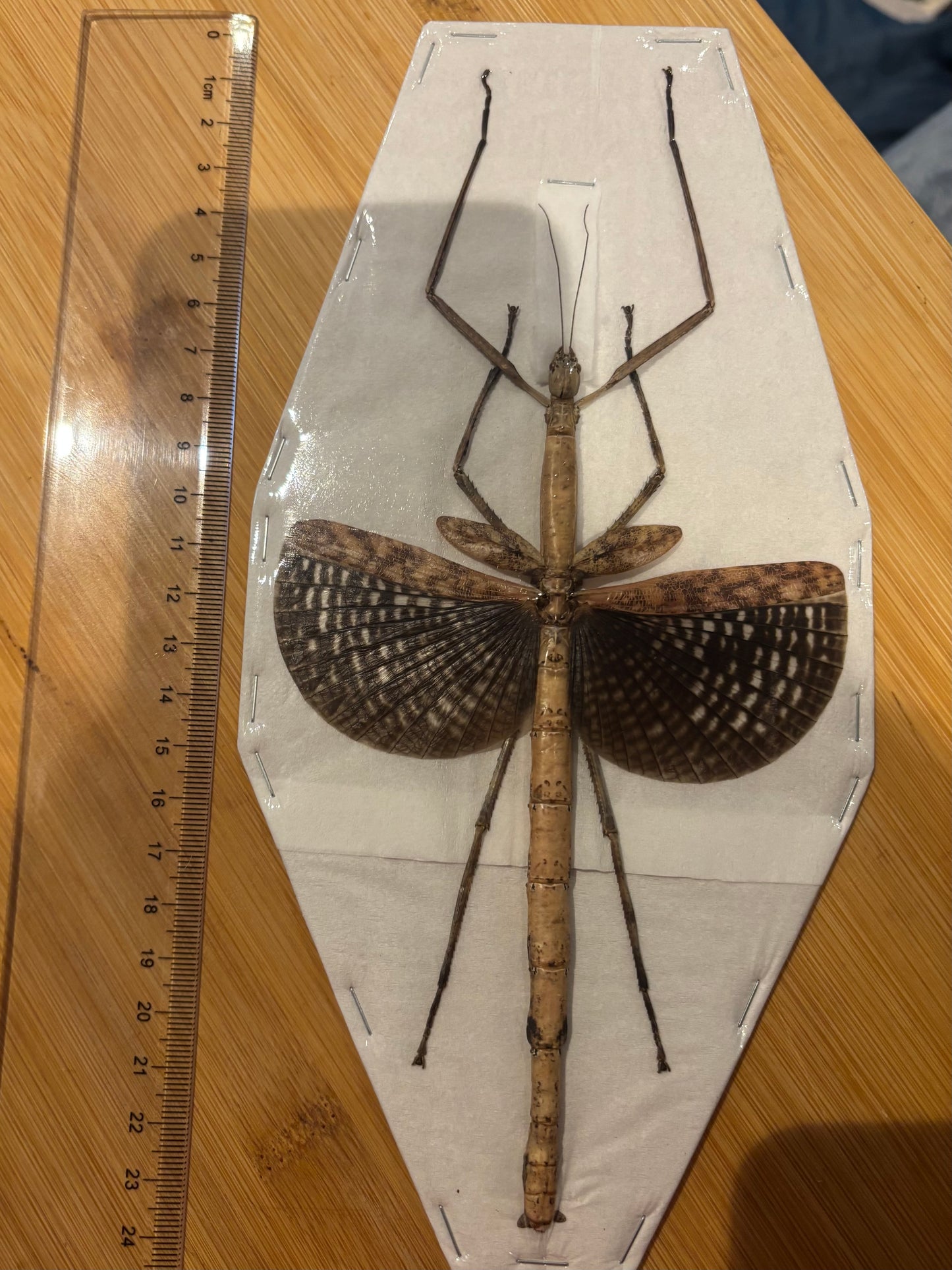 STICK INSECT - Anchiale buruense specimen