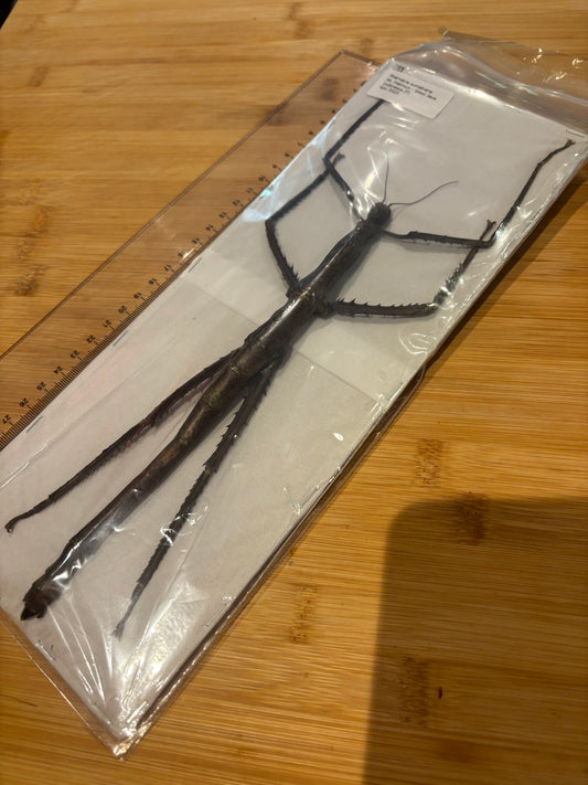 STICK INSECT - Pharnacia sumatrana specimen