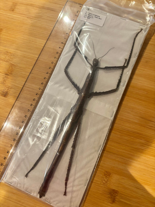 STICK INSECT - Pharnacia sumatrana specimen