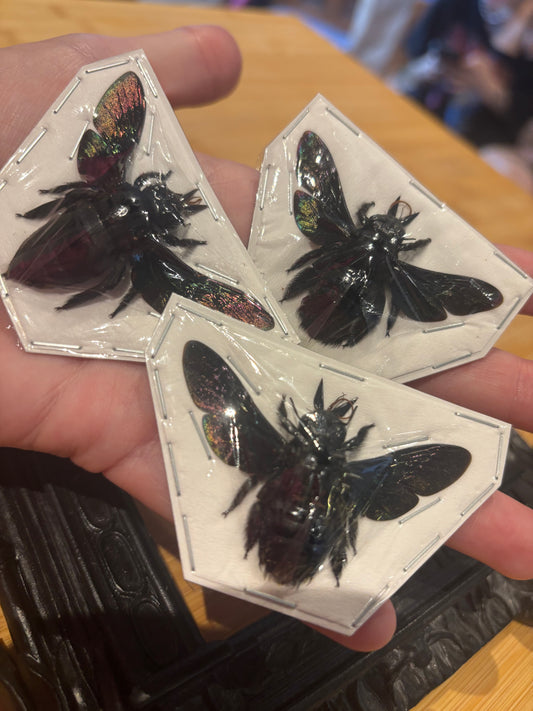 Xylocopa latipes - GIANT Carpenter bee trio (3) specimens