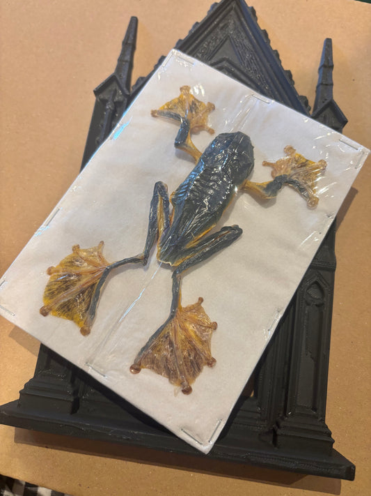 JUMBO FEMALE Reinwardt's flying frog- Rhacophorus reinwardtii specimen