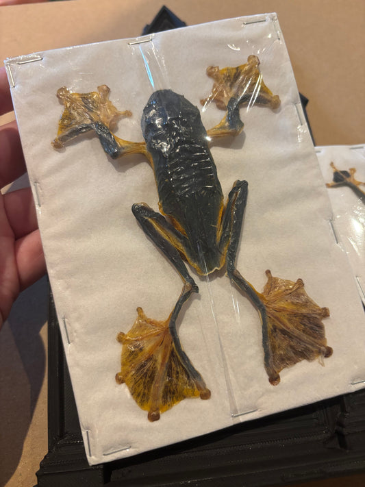 JUMBO FEMALE Reinwardt's flying frog- Rhacophorus reinwardtii specimen