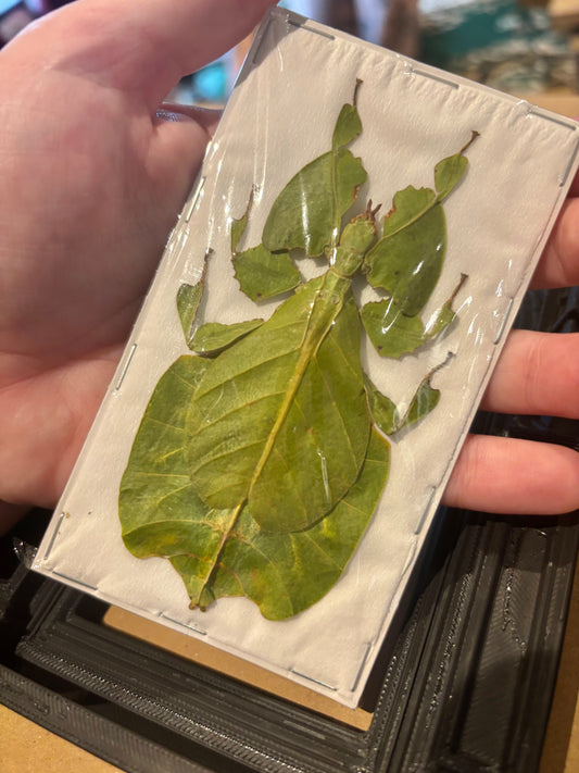 GREEN LEAF BUG - Pulchriphyllium pulchrifolium