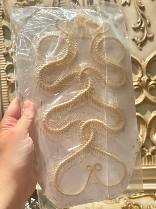 A- DOUBLE White-lipped Pit Viper Snake Skeleton-Trimeresurus albolabris specimen