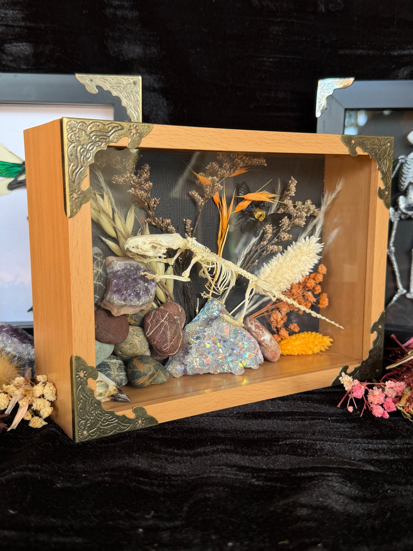 Scandentia/Tree Shrew skeleton,  Passerine Bird Skull & Carpenter Bee Framed Specimen