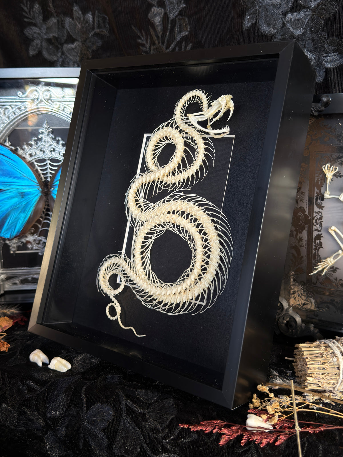 White Lipped Pit Viper Trimeresurus Albolabris Framed Skeleton Specimen