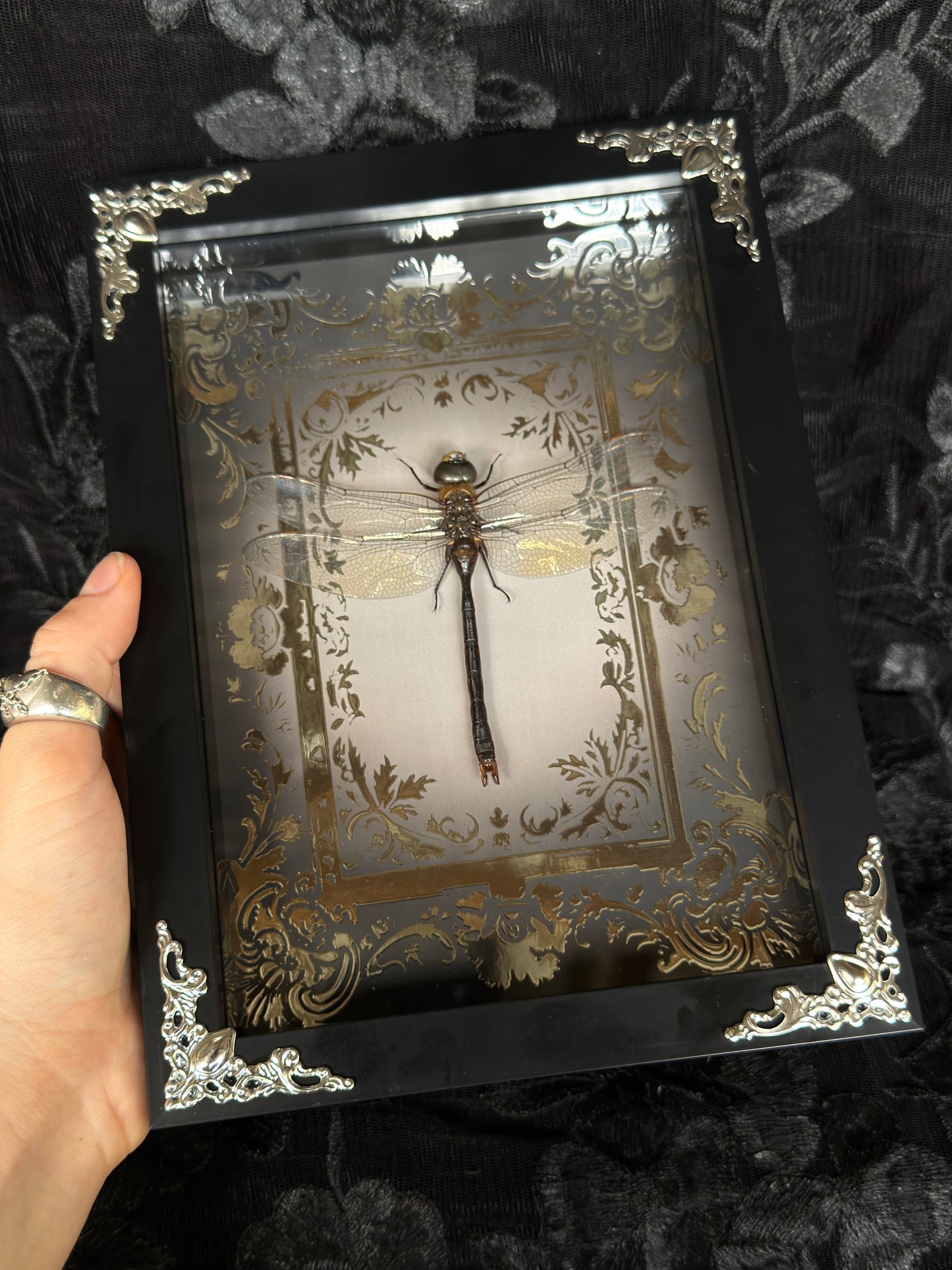 DRAGONFLY SHADOW BOX