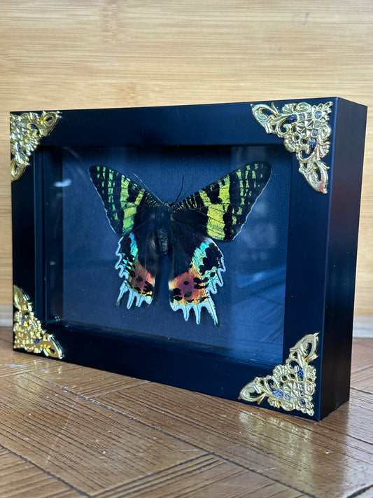 SPECIMEN FRAME - Madagascan Sunset Moth