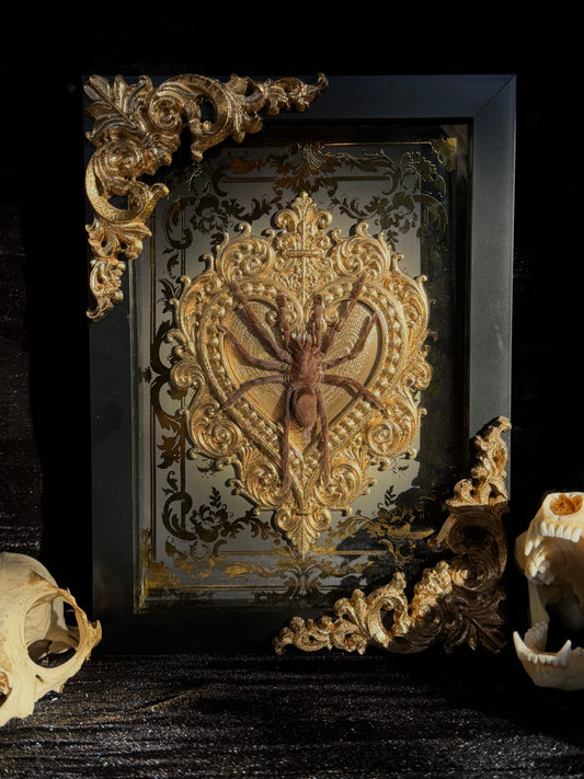 Javan Yellow-kneed Tarantula- Selenocosmia dolichoplectra Framed specimen